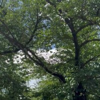 今朝の出勤🌲