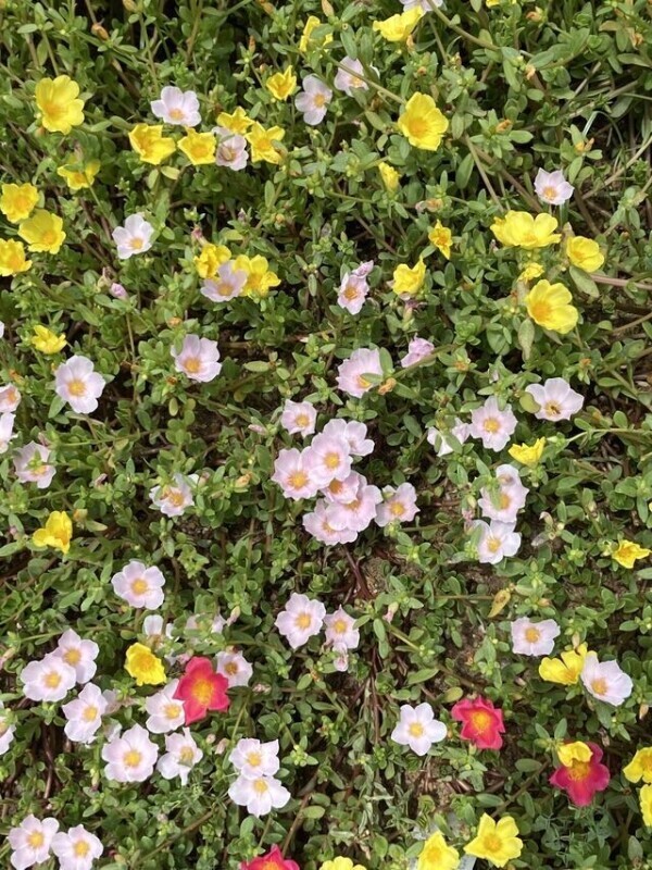 お花　次回15時15分になります！