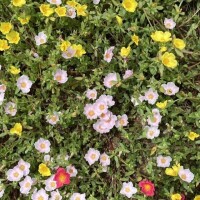 お花　次回15時15分になります！