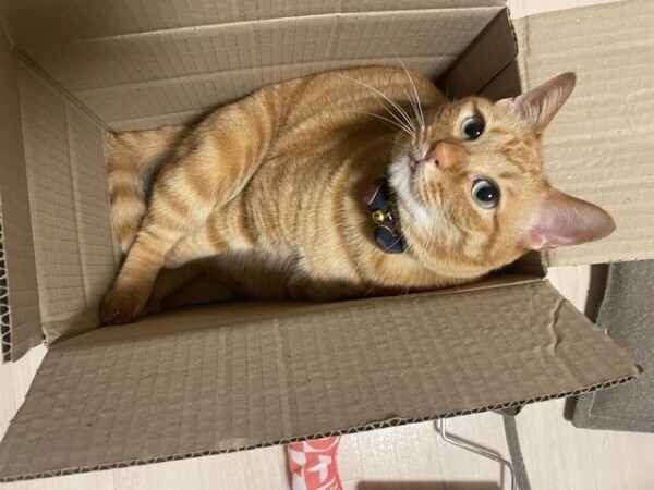 ネコさん(=^x^=)