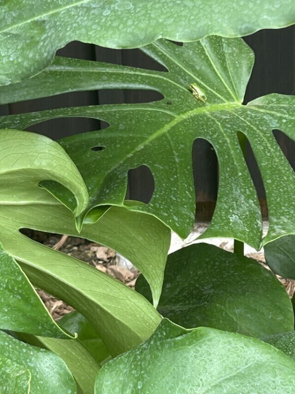 本日も雨ですが、雨にも負けず…