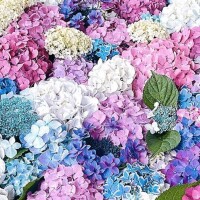 涼しいね