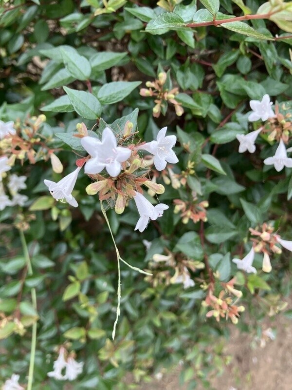 🌼感謝🌼