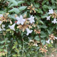 🌼感謝🌼