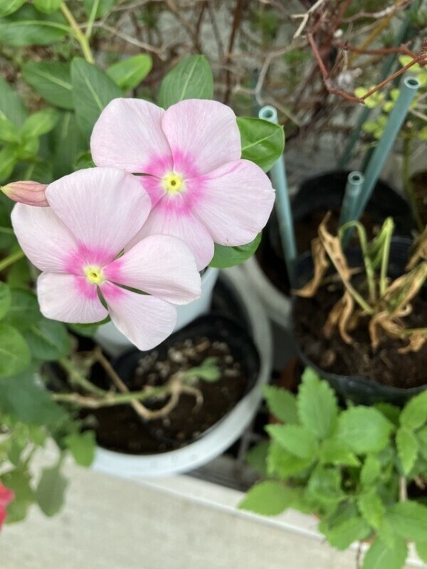 🌸感謝🌸