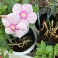 🌸感謝🌸