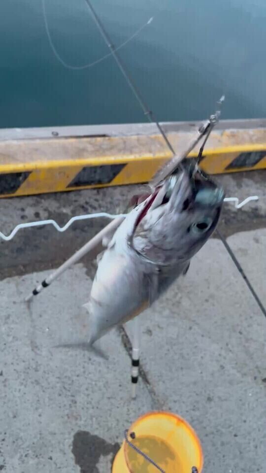 💡𓈒𓂂𓏸そーだ.ᐟ.ᐟ.ᐟカツヲォ🎣