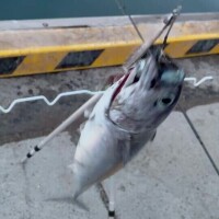 💡𓈒𓂂𓏸そーだ.ᐟ.ᐟ.ᐟカツヲォ🎣