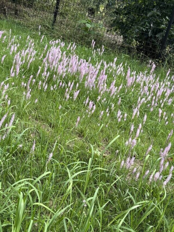 今日は