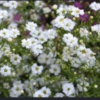 🌼感謝🌼