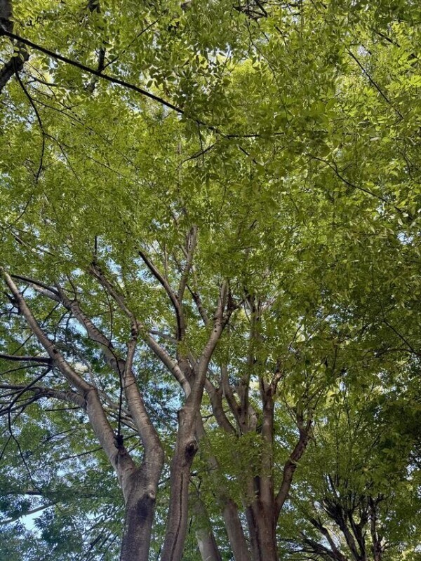 ゆいぴの休息所🌳