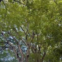 ゆいぴの休息所🌳
