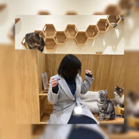 猫カフェいきたい🐈‍⬛