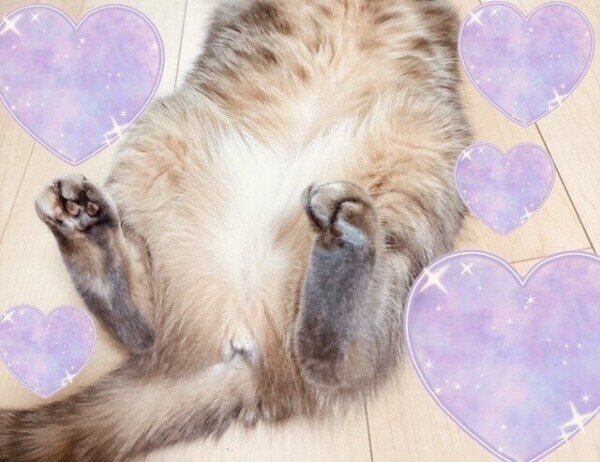 猫を吸いたい