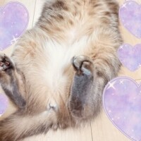 猫を吸いたい