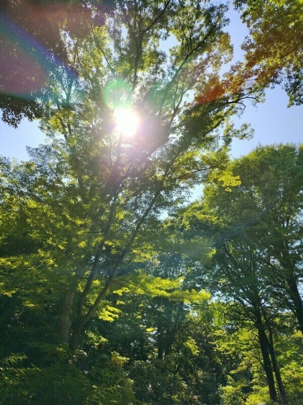 晴れー(ﾉ˶>ᗜ​<˵)ﾉ
