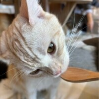 なつ