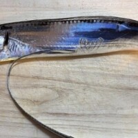 ニセンタチウオ🐟✨20