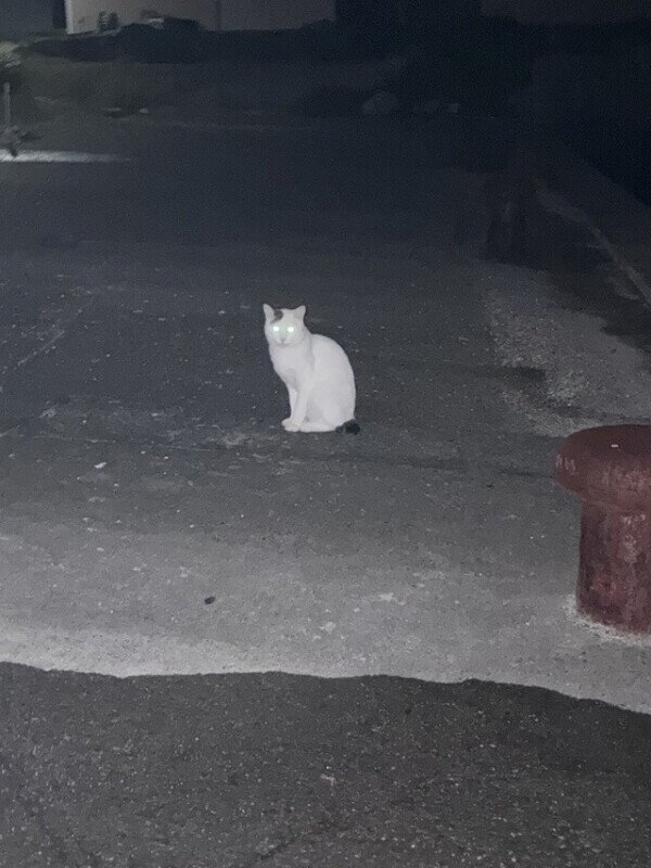 狙う猫🐱‪🎣‬