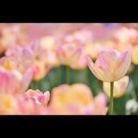 本指名　ありがと　おー様