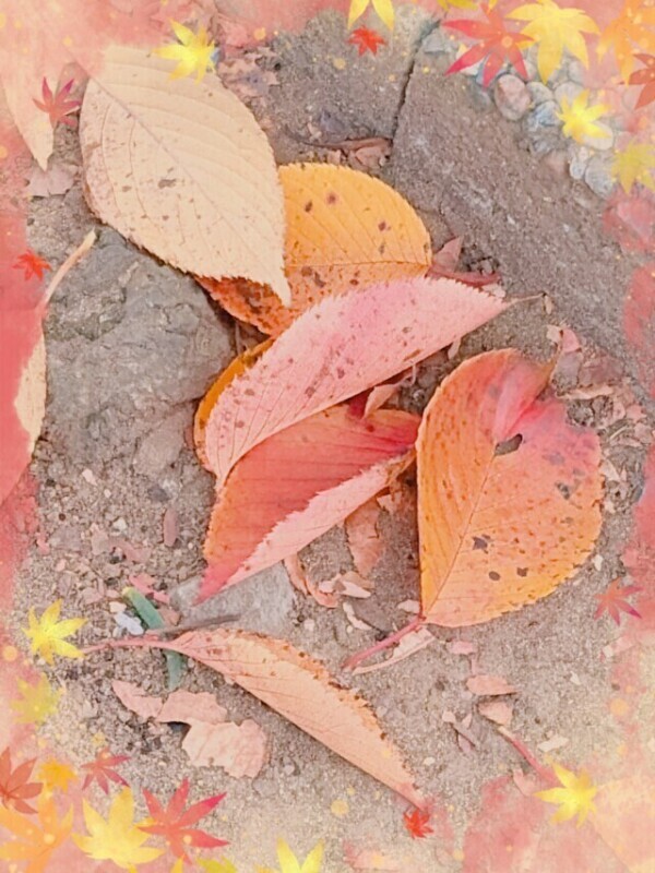ちいさい秋ぃぃ(   ᐕ)みつけたぁあああ