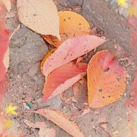 ちいさい秋ぃぃ(   ᐕ)みつけたぁあああ