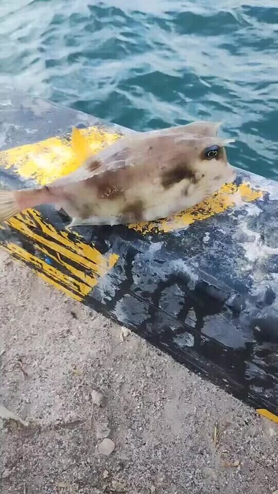 ウミスズメ🐟‪˜˷
