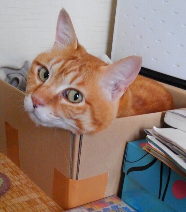 暑いよ〜☀