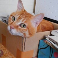 なな
