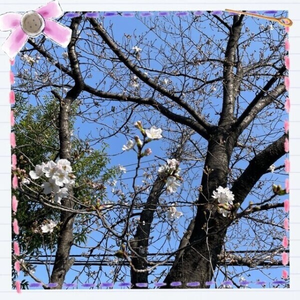 咲いた咲いた