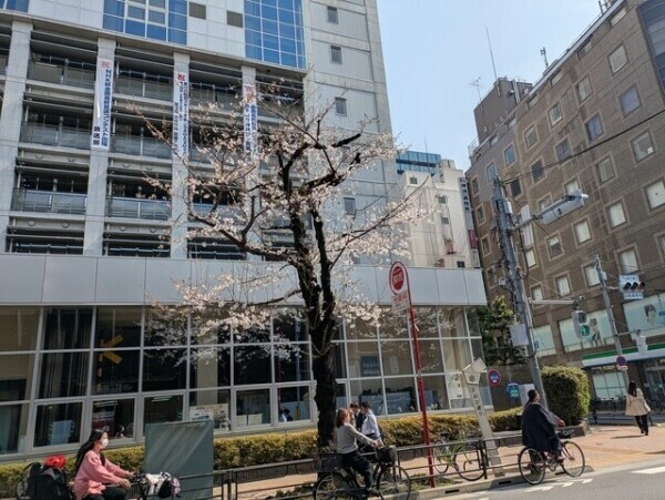 桜！！！！