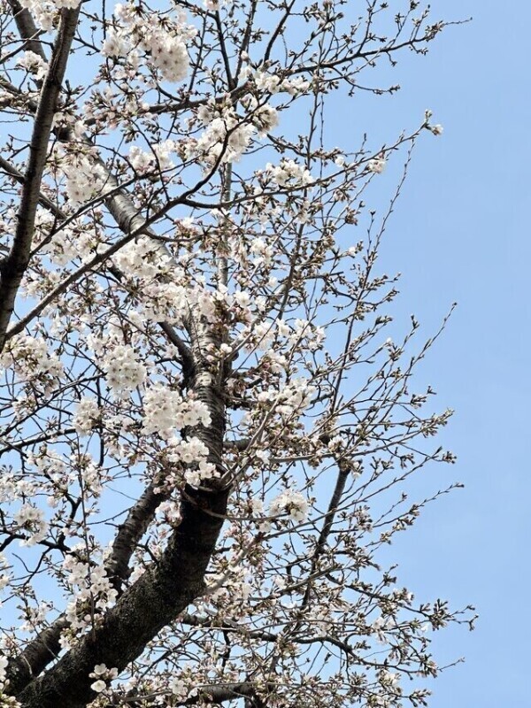 おはようございます🌸