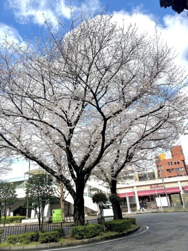 出勤しました