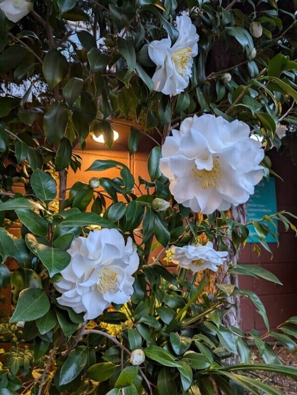 お礼♥