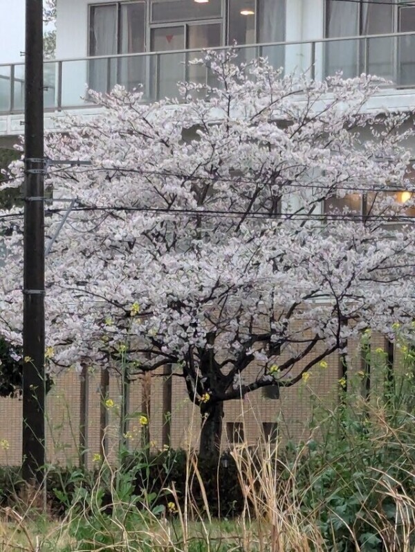 🌸