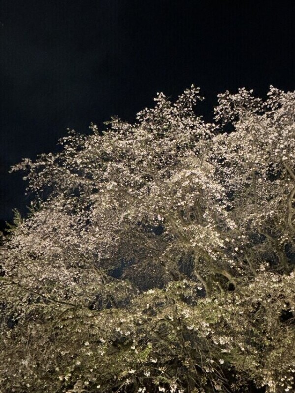 花見ʚ🌸ɞ