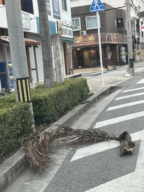 抜け殻🌴