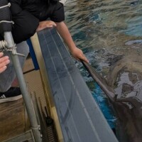 イルカタッチ🐬