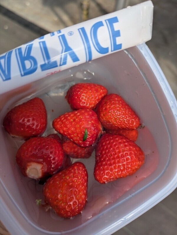 狩りの楽しみ方🍓