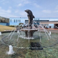 イルカ🐬