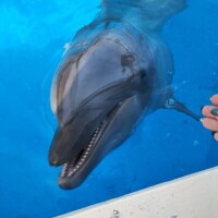 タッチ(*´∀`)人(´∀`*)タッチ