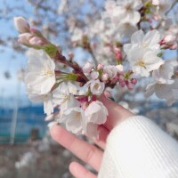 今日桜を見に行きました