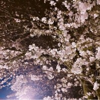 満開でしたね🩷