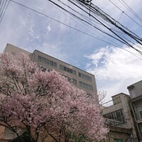 さくら