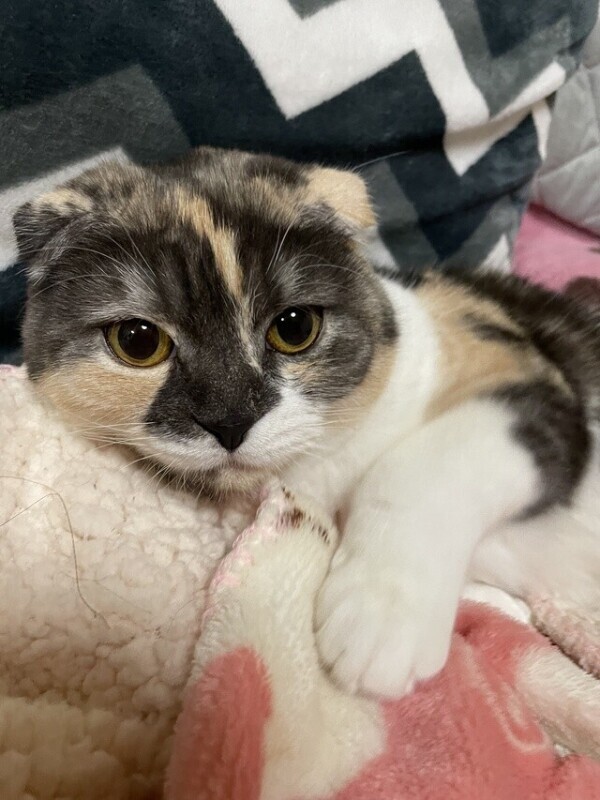 会いたいにゃ〜