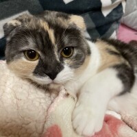 会いたいにゃ〜