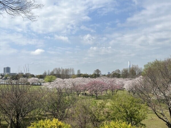 🌸𝑺𝑨𝑲𝑼𝑹𝑨🌸🌸✩. *･ﾟ満開♥