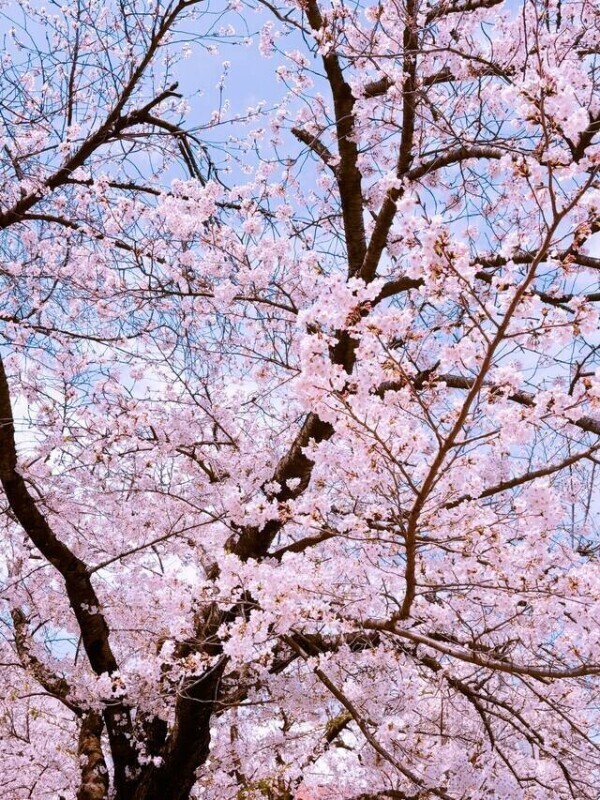 出勤しました🌸