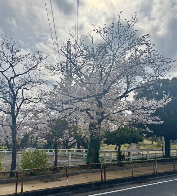 出勤しました