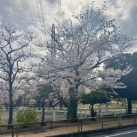 出勤しました